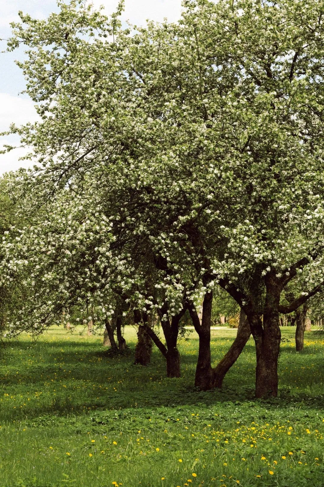 Blühende Obstbäume auf einer Frühlingswiese – Symbolbild für die Region
